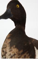 Neck Duck